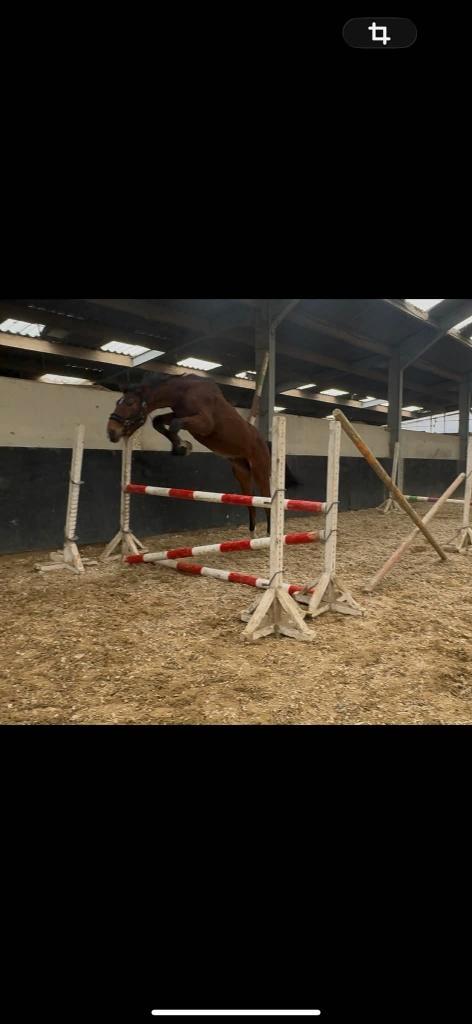 Chevaux de sport, Dieren en Toebehoren, Paarden, Hengst, Z