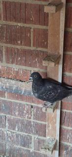 Duiven te koop 10 stok voor 50 euro