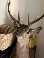 Opgezette hertenkop, Verzamelen, Dierenverzamelingen, Ophalen, Zo goed als nieuw
