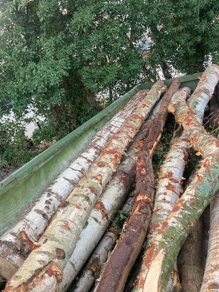 Brandhout, Tuin en Terras, Brandhout, Stammen, Beukenhout, 6 m³ of meer, Ophalen of Verzenden