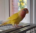 Roses collie een tam vogel, Dieren en Toebehoren, Tam