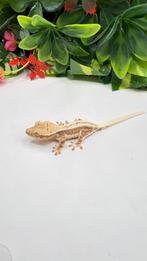 Gecko a crete wimpergekko, Animaux & Accessoires, Reptiles & Amphibiens
