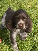 Chiots cocker anglais, Chien (mâle), Belgique, Plusieurs, Hépatite contagieuse (maladie de Rubarth)
