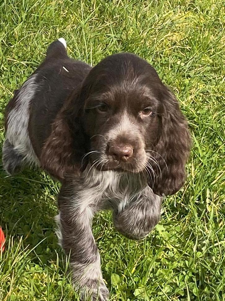 Chiots cocker anglais, Animaux & Accessoires, Chiens | Retrievers, Épagneuls & Chiens d'eau, Chien (mâle), Épagneul, Éleveur | Professionnel