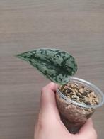 Scindapsus silver lady, Huis en Inrichting, Kamerplanten, Ophalen of Verzenden