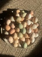 Verse bio eieren te koop  (ook blauw & groen!), Dieren en Toebehoren, Pluimvee, Vrouwelijk, Kip