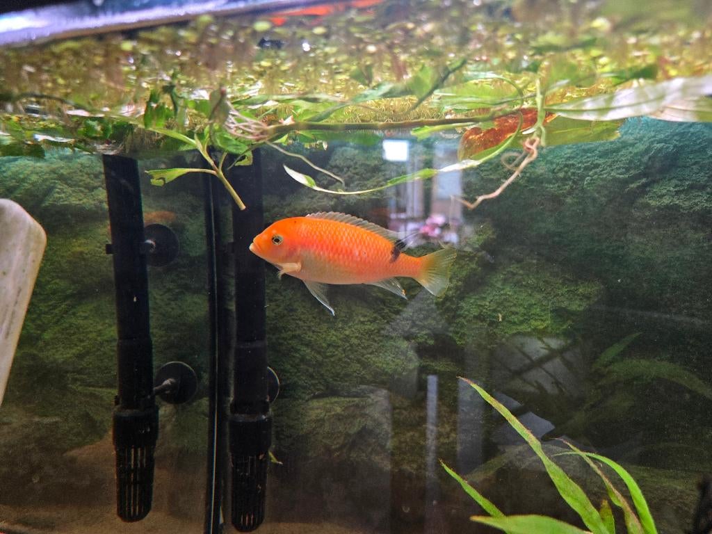 Rode Zebra Cichlide (Metriaclima estherae), Vis, Zoetwatervis