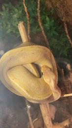 Ball Python, Serpent, 3 à 6 ans