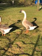 oeufs fécondés de l' oie caronculée du Japon, Animaux & Accessoires, Sexe inconnu, Oie ou Cygne