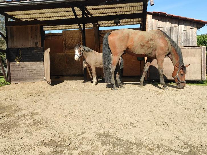 stalling/ weide paarden, Dieren en Toebehoren, Paarden