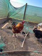 Krielhaan lente 2025