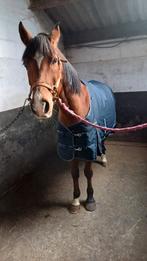 Te koop : D pony, 11 ans ou plus, Hongre, Poney D (1.37 m à 1.48m), Ne s'applique pas