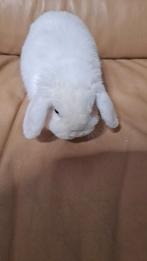 Minilop, Dieren en Toebehoren, Konijnen, Klein, 0 tot 2 jaar