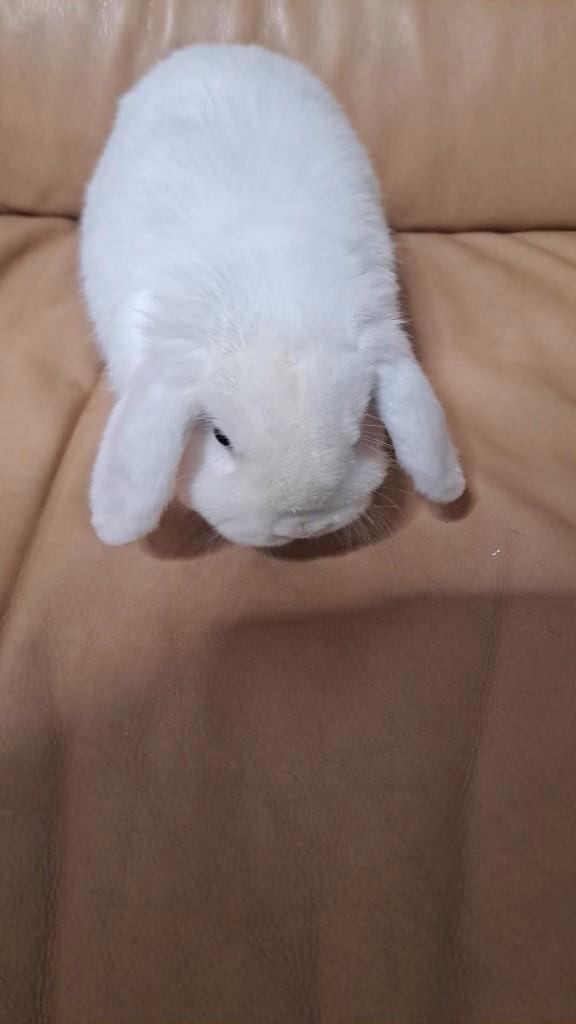 Minilop, Dieren en Toebehoren, Konijnen, Klein, 0 tot 2 jaar