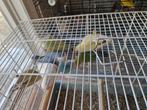Te koop: Agapornis Roseicollis en Personatas., Animaux & Accessoires, Oiseaux | Perruches & Perroquets