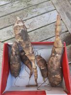 canadese aardpeer, Jardin & Terrasse, Plantes | Jardin, Enlèvement, Plantes potagères