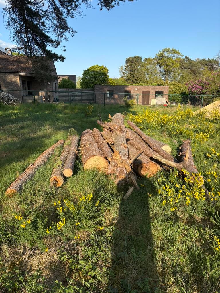 Boomstammen, Tuin en Terras, Brandhout, Ophalen