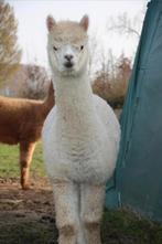 Jonge alpaca merrie - drachtig, Dieren en Toebehoren, Mei, Vrouwelijk
