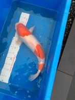 55 cm kohaku koi, Dieren en Toebehoren