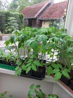 Tomatenplanten, pepers, paprika's en aubergineplanten, Zomer, Ophalen, Groenteplanten, Eenjarig