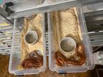 1.1 Scaleless het bloodred piedsided amel 66% het anery