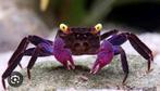 Purple Vampire Crabs, Dieren en Toebehoren