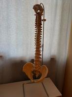 Anatomisch skelet ware grote , wervelzuil, Ophalen, Zo goed als nieuw