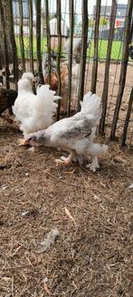 Parkbrahma hen, Vrouwelijk, Kip