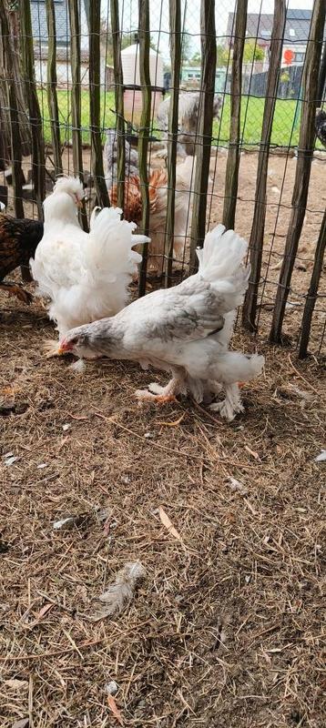 Parkbrahma hen beschikbaar voor biedingen