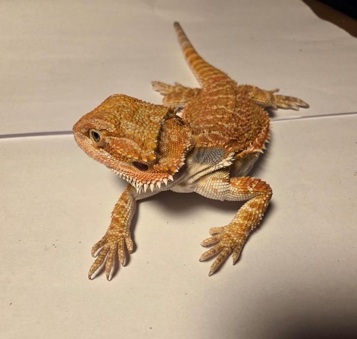 Jonge baardagaam | Orange hypo het trans 33% het zero ♀️, Dieren en Toebehoren, Reptielen en Amfibieën, 0 tot 2 jaar, Tam