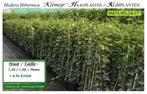 HEDERA HAAGPLANTEN  (Bladhoudend) 1,30-1,50 mtr. , 4,5€/stuk, Tuin en Terras, Planten | Tuinplanten, Ophalen, Vaste plant, Klimplanten