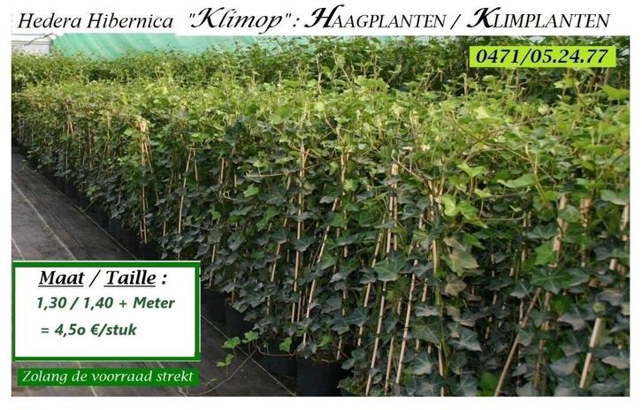 HEDERA HAAGPLANTEN  (Bladhoudend) 1,30-1,50 mtr. , 4,5€/stuk, Tuin en Terras, Planten | Tuinplanten, Vaste plant, Klimplanten