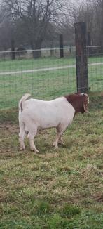 Boergeitenbok, Dieren en Toebehoren, Schapen, Geiten en Varkens