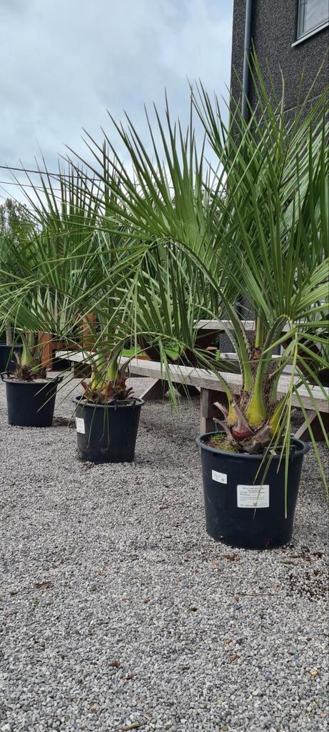 Palmboom Butia Capitata - Geleipalm, Tuin en Terras, Planten | Tuinplanten, Ophalen