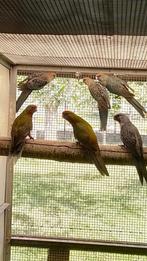 pennant rosellas, Dieren en Toebehoren, Parkiet, Geringd