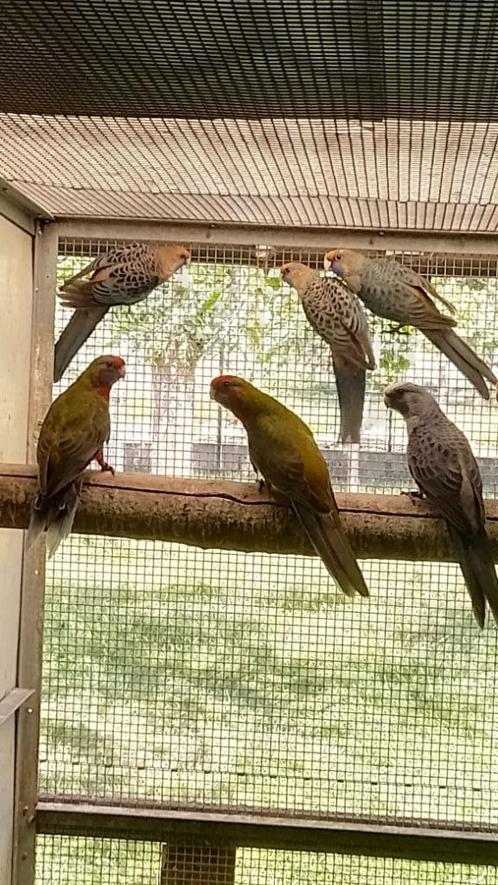 pennant rosellas, Dieren en Toebehoren, Vogels | Parkieten en Papegaaien, Parkiet, Geringd