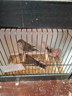 Bourkes, Dieren en Toebehoren, Meerdere dieren, Parkiet, Geringd