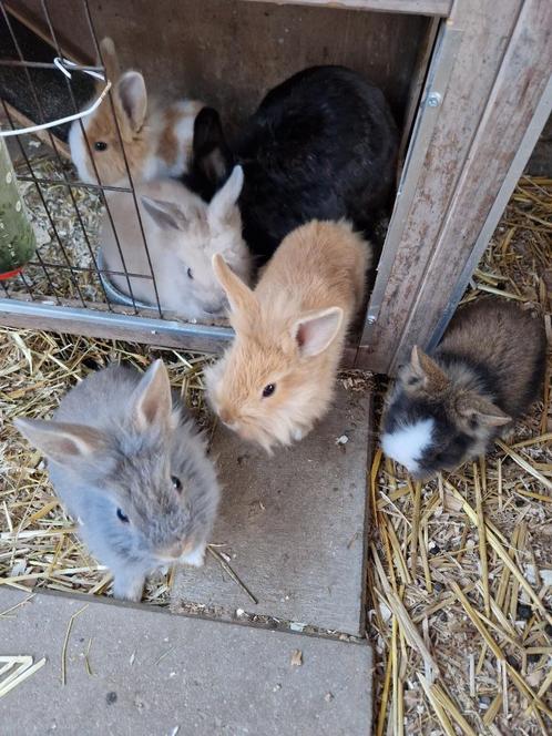 Dwergkonijnen leeuwenkopjes, Dieren en Toebehoren, Konijnen, Dwerg, Mannelijk, 0 tot 2 jaar
