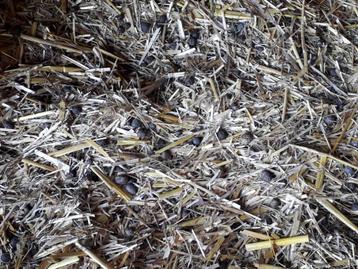 GRATIS compost - stro beschikbaar voor biedingen