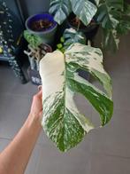Coupe de Monstera variegata avec beaucoup de blanc, Maison & Meubles, Ombre partielle, Plante verte, Enlèvement ou Envoi, Moins de 100 cm