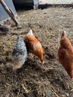 Kippen, Dieren en Toebehoren, Pluimvee