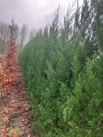 Cup leylandy, Tuin en Terras, Ophalen, Bloeit niet