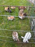 Tamme minilop, Dieren en Toebehoren, Konijnen