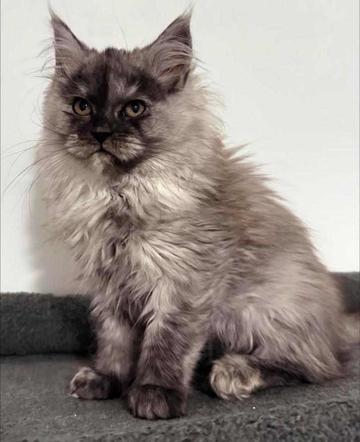 Maine Coon kittens, Dieren en Toebehoren, Katten en Kittens | Raskatten | Langhaar, Poes, 0 tot 2 jaar, Gechipt, Ontwormd, Ingeënt