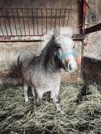 Mooi hengstenveulen, Dieren en Toebehoren, Paarden en Pony's | Dekhengsten en Fokmerries