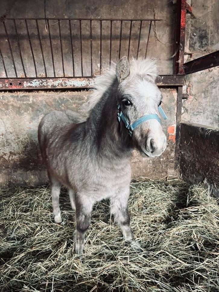Mooi hengstenveulen, Animaux & Accessoires, Chevaux & Poneys | Étalons & Juments poulinières
