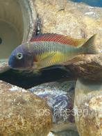 Tropheus moori red rainbow kambwimba, Dieren en Toebehoren, Vis, Zoetwatervis, Schoolvis
