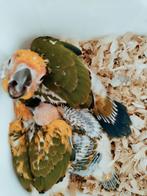 Handtamme zonparkieten, Dieren en Toebehoren