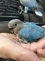 Dwergpapegaai baby handtam, Dieren en Toebehoren, Tam