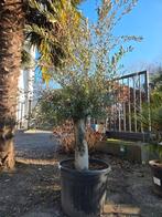 Olijfboom Olea Europaea, Tuin en Terras, Planten | Bomen, Ophalen, Olijfboom